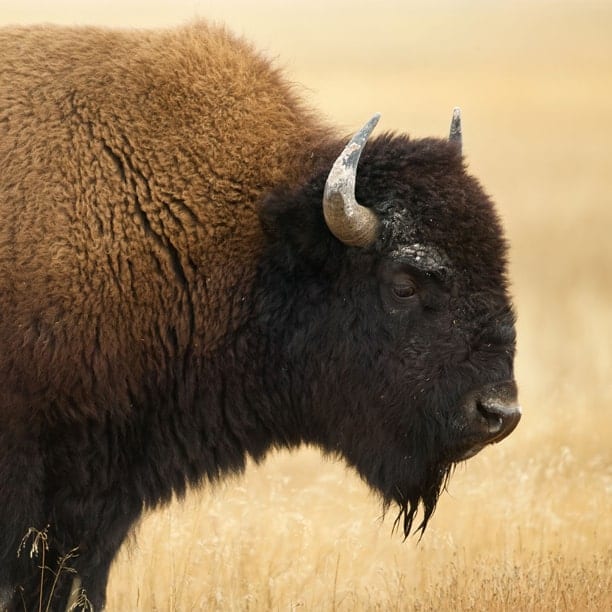 bison
