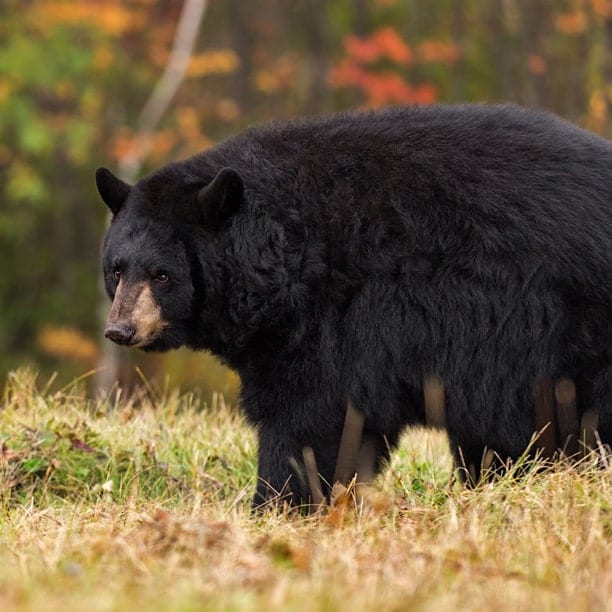 black bear