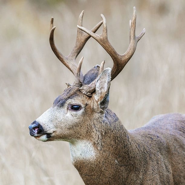black-tailed deer