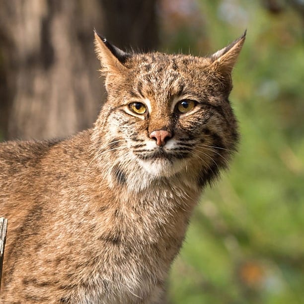 bobcat