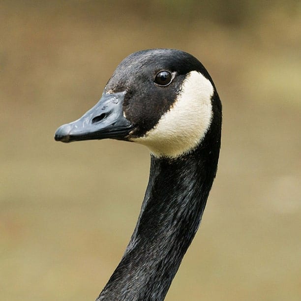 canada goose