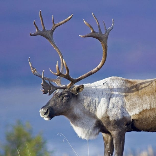 caribou