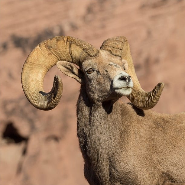 desert bighorn sheep