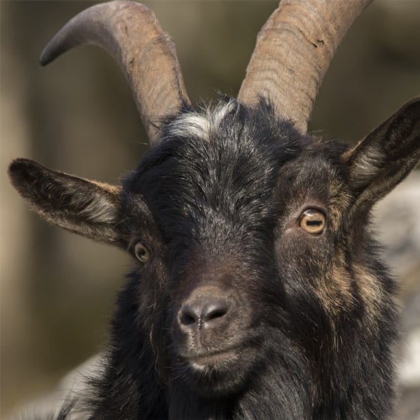 feral goat