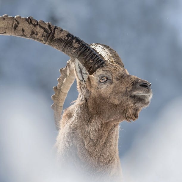 ibex