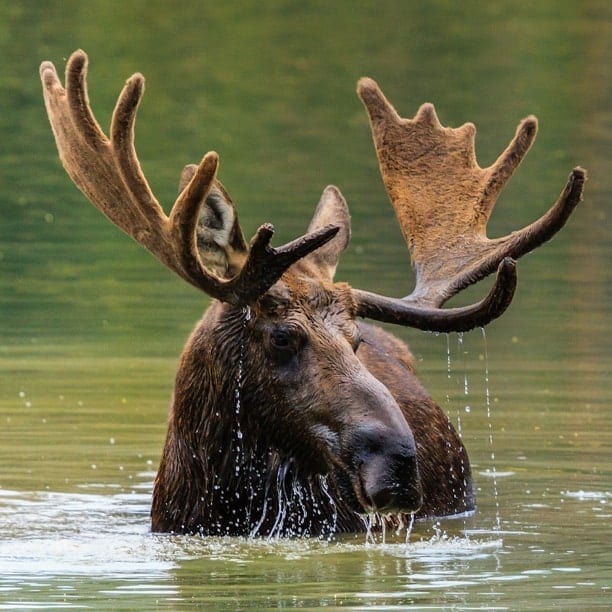moose