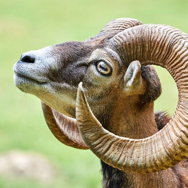 mouflon sheep
