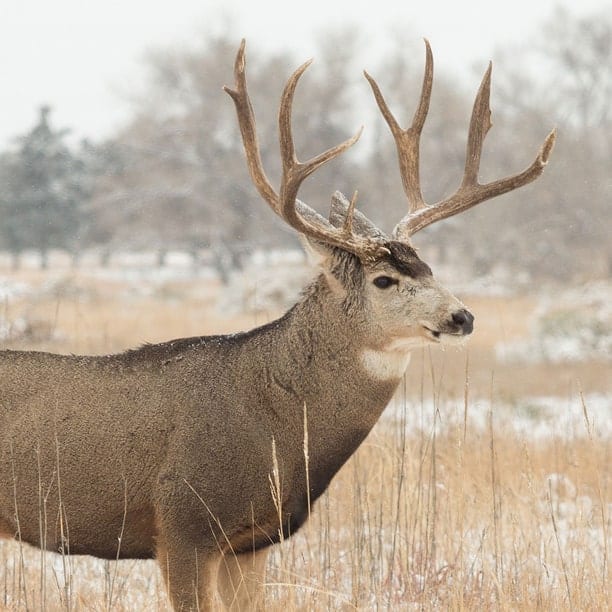 mule deer