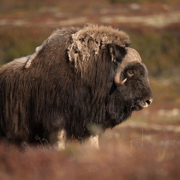 muskox