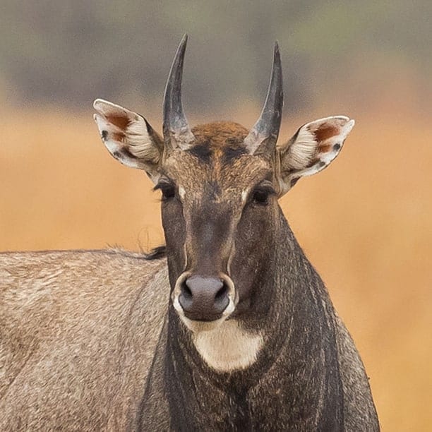 nilgai