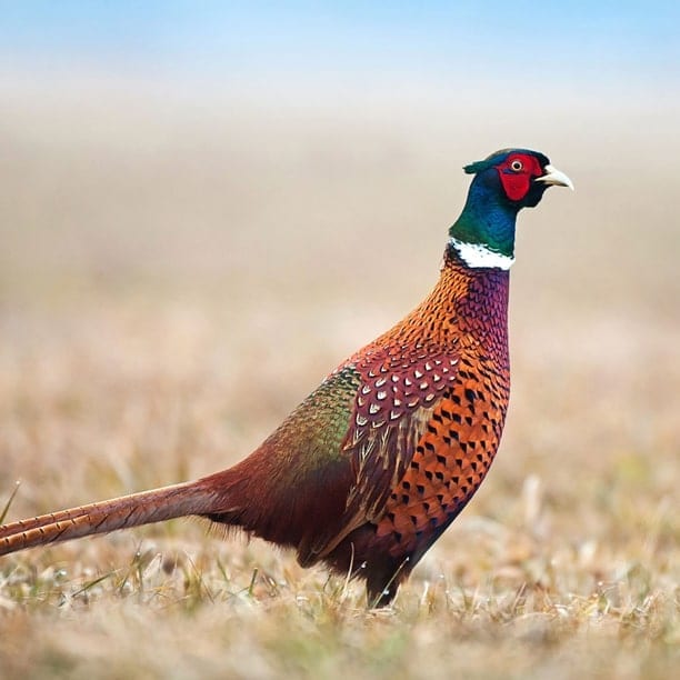 pheasant