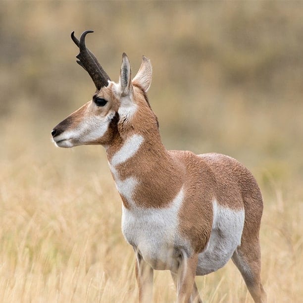 pronghorn antelope