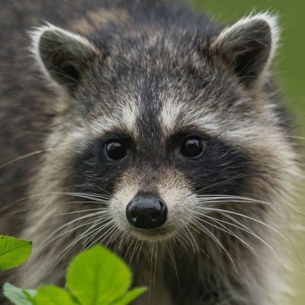 raccoon