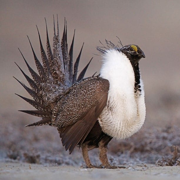 sage-grouse