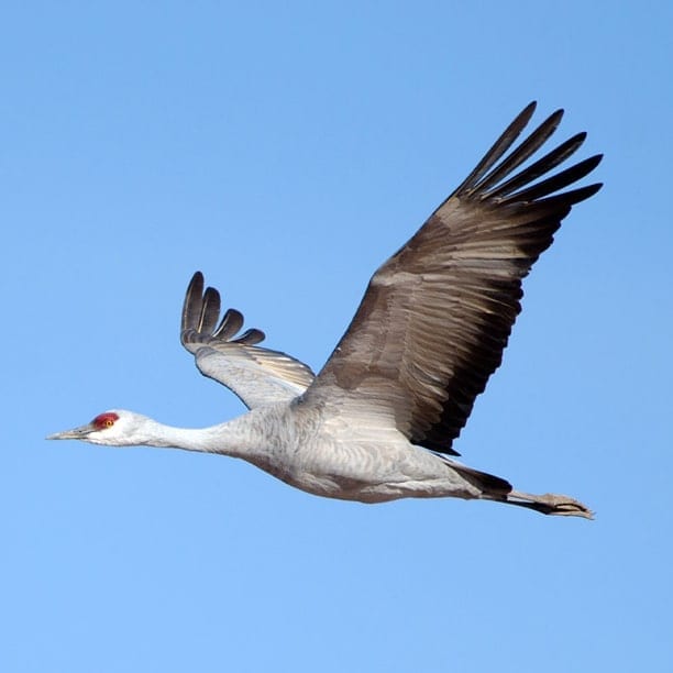 sandhill crane
