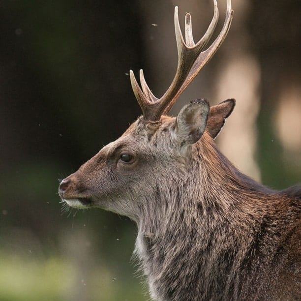 sika deer