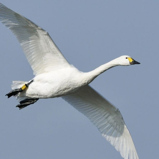 tundra swan