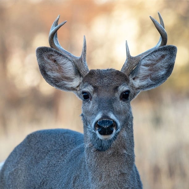 white-tailed deer