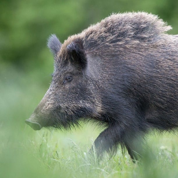 wild boar